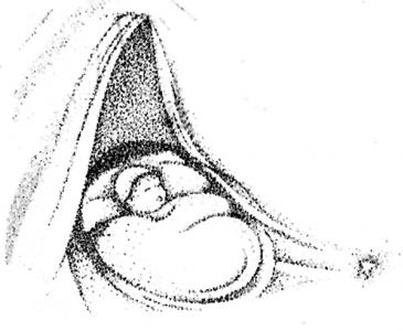 Scheda